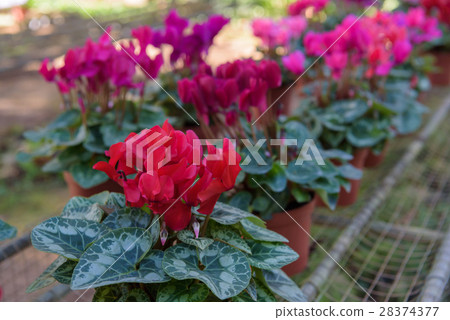 beautiful numerous bright flowers of pink tuberous beautiful numerous bright flowers of pink tuberous 28374377