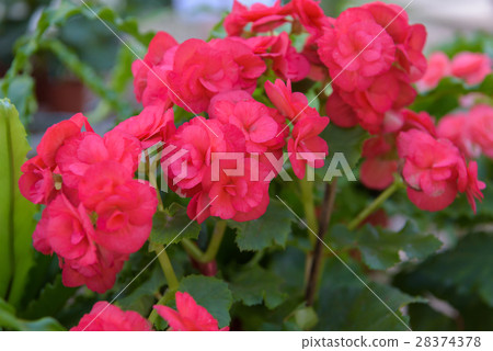 beautiful numerous bright flowers of red tuberous 28374378