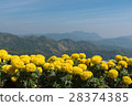 beautiful marigold flower on top view background  28374385