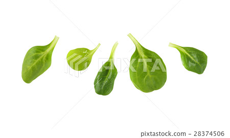 fresh corn salad leaves 28374506