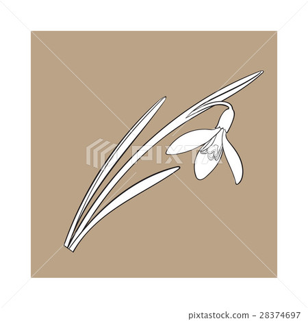 Single galanthus, snowdrop spring flower with stem 28374697