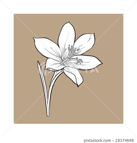 Delicate single crocus spring flower with stem and Delicate single crocus spring flower with stem and 28374698