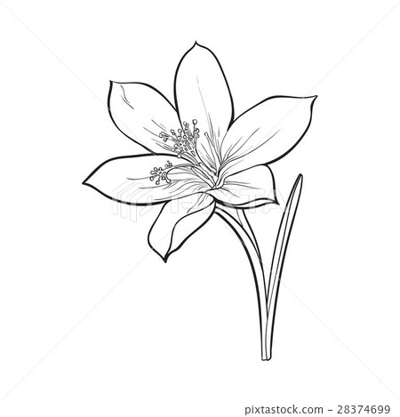 Delicate single crocus spring flower with stem and Delicate single crocus spring flower with stem and 28374699