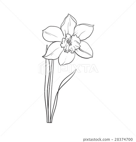 Single yellow daffodil, narcissus spring flower Single yellow daffodil, narcissus spring flower 28374700