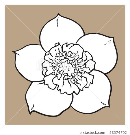 Hellebore, Christmas rose single flower, top view Hellebore, Christmas rose single flower, top view 28374702