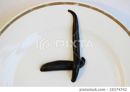 two medical leeches Hirudo medicinalis on a white two medical leeches Hirudo medicinalis on a white 28374742