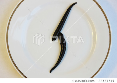 two medical leeches Hirudo medicinalis on a white two medical leeches Hirudo medicinalis on a white 28374745