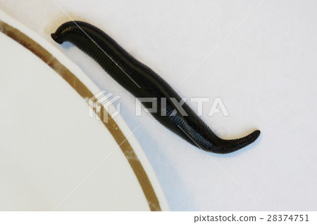 two medical leeches Hirudo medicinalis on a white two medical leeches Hirudo medicinalis on a white 28374751
