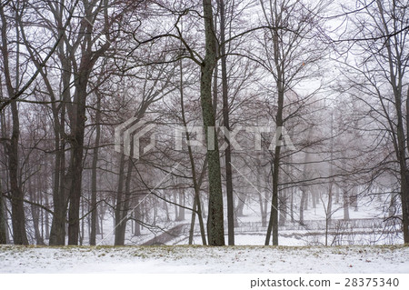 Trees in the garden. Snow in winter. 28375340