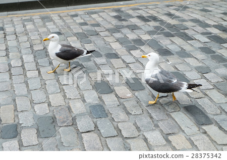 Seagulls on city road 28375342