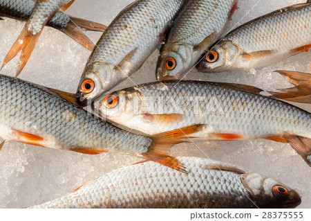 Group of roach laying on snow 28375555