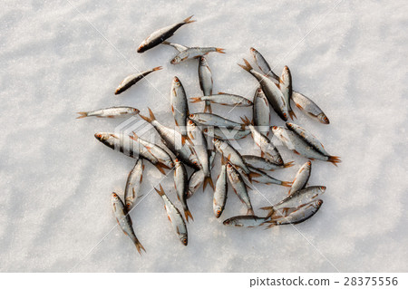 Group of roach laying on snow 28375556