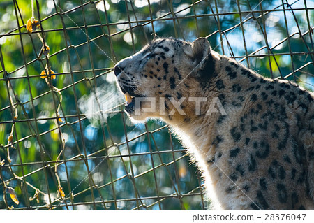 Snow leopard barking Snow leopard barking 28376047