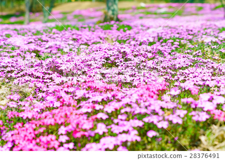 Shibaura Shibazakura 28376491