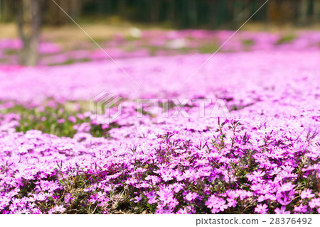 Shibaura Shibazakura Shibaura Shibazakura 28376492