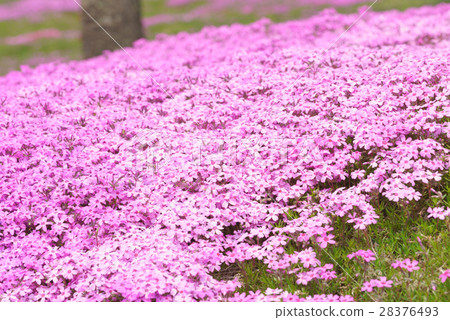 Shibaura Shibazakura 28376493