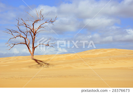 Dead tree in sandy desert landscape 28376673