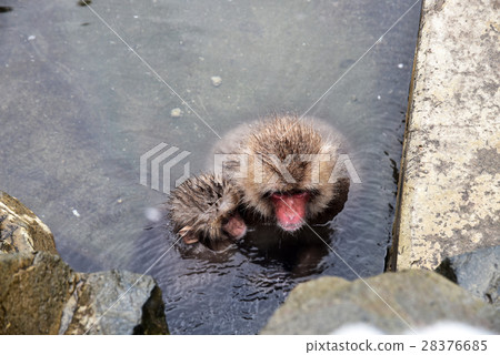 Snow Monkey (Jigokudani Monkey Park) 28376685