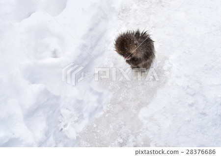 Snow Monkey (Jigokudani Monkey Park) Snow Monkey (Jigokudani Monkey Park) 28376686