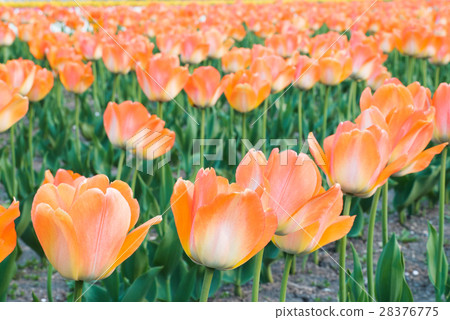 Tulip (Kamiibubetsu-cho, Hokkaido) 28376775