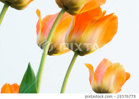 Tulip (Kamiibubetsu-cho, Hokkaido) Tulip (Kamiibubetsu-cho, Hokkaido) 28376778