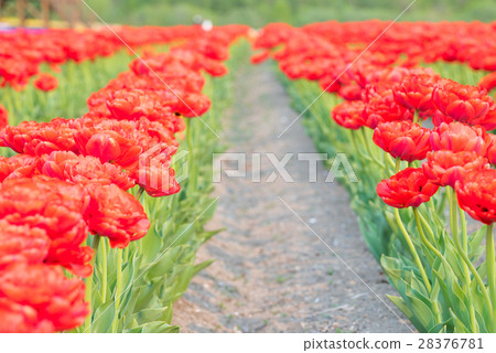 Tulip (Kamiibubetsu-cho, Hokkaido) 28376781