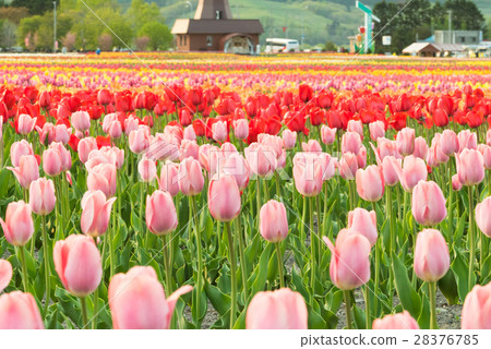 鬱金香(北海道Kamiibubetsu-cho) 鬱金香(北海道Kamiibubetsu-cho) 28376785