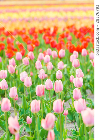 鬱金香(北海道Kamiibubetsu-cho) 鬱金香(北海道Kamiibubetsu-cho) 28376793