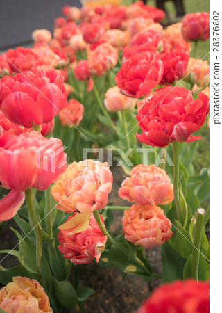 Tulip (Kamiibubetsu-cho, Hokkaido) 28376802