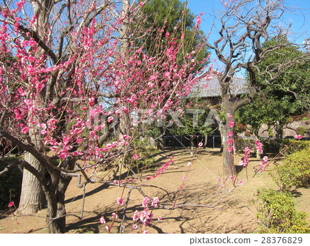 世田谷區Haneiki公園景觀 世田谷區Haneiki公園景觀 28376829