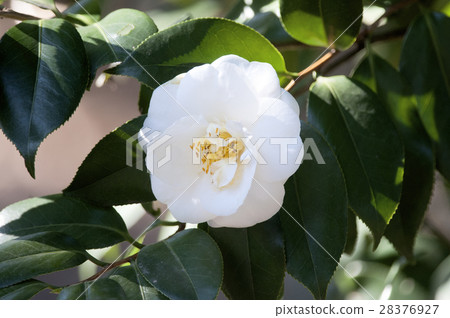 White flower  White flower 28376927