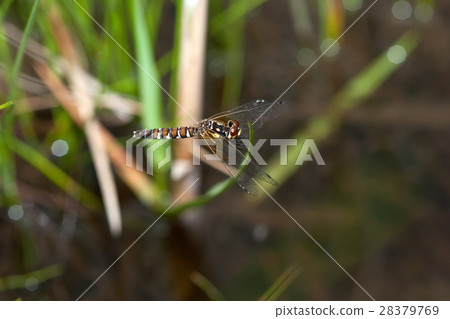 Hachijotombo的女性宮殿Moguda 28379769