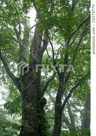 雨季Komagohigara的山毛櫸森林 28379770