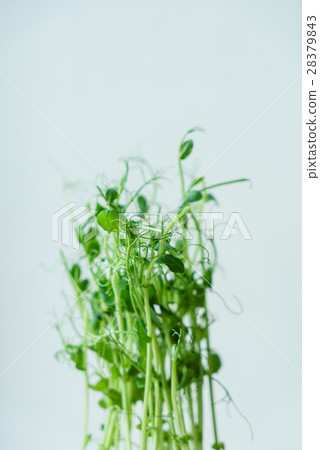 green pea sprouts green pea sprouts 28379843