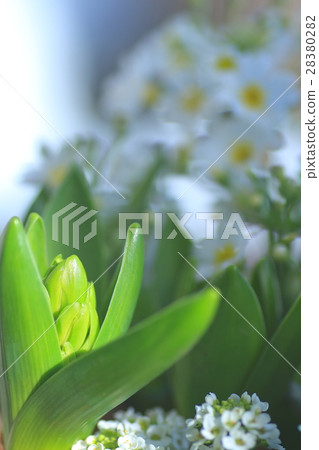 Hyacinth Hyacinth 28380282
