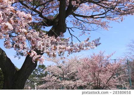 Sakura Sakura Ezo Yamazakura Sakura Sakura Ezo Yamazakura 28380658