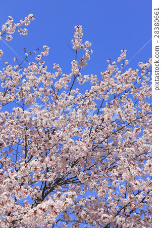 Sakura Sakura Ezo Yamazakura 28380661