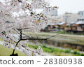 Cherry blossoms of Kyoto River Kyoto 28380938