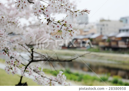 Cherry blossoms of Kyoto River Kyoto Cherry blossoms of Kyoto River Kyoto 28380938