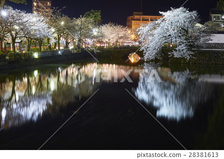 Odawara Castle Night cherry Odawara Odawara Castle Night cherry Odawara 28381613
