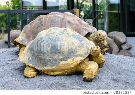 Galapagos tortoise (Chelonoidis nigra)  28381824