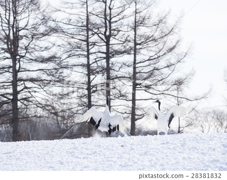 Courtship dancing of cranes cranes (lifting snow smoke) Courtship dancing of cranes cranes (lifting snow smoke) 28381832