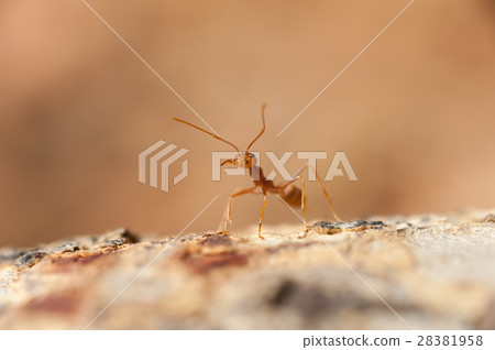 closed up : Red ant working on tree in the garden closed up : Red ant working on tree in the garden 28381958