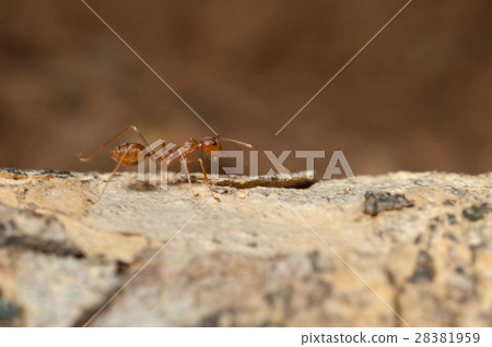 closed up : Red ant working on tree in the garden closed up : Red ant working on tree in the garden 28381959