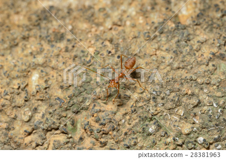 closed up : Red ant working on tree in the garden closed up : Red ant working on tree in the garden 28381963