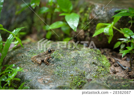 Common frog macro, portrait in its environment. Common frog macro, portrait in its environment. 28382087
