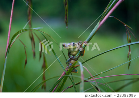 Common frog macro, portrait in its environment. Common frog macro, portrait in its environment. 28382099