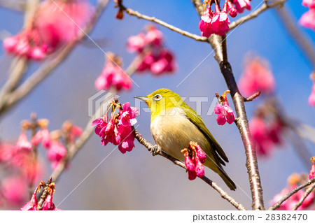 White-eye 28382470