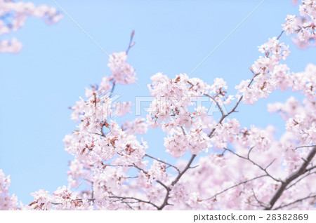 Blue sky and cherry blossoms (high key) 28382869