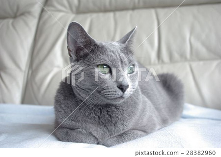 Cat [Russian blue] 28382960